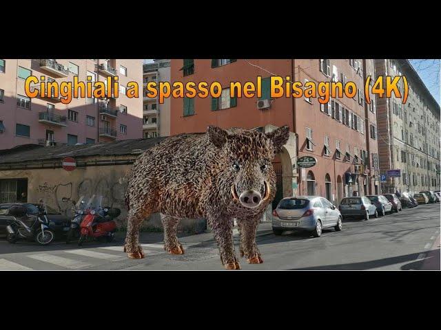 Genova - Cinghiali A Spasso Nel Bisagno (4K Ultra HD)