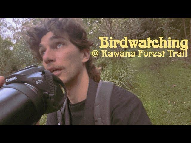 birdwatching at kawana forest trail