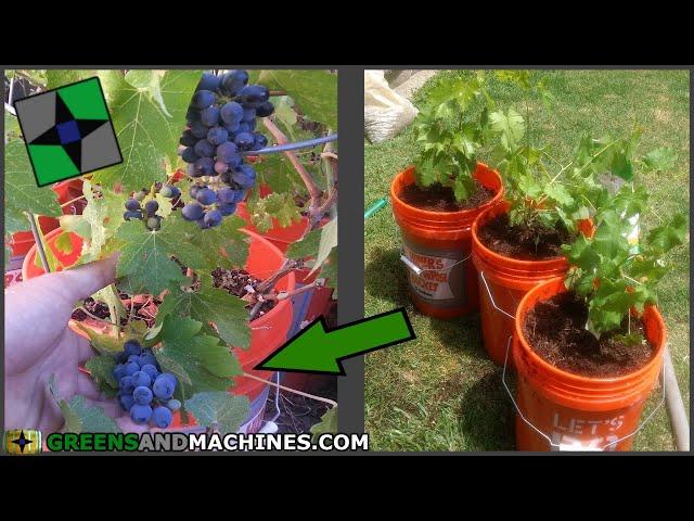 How to Grow Grapes in 5 gallon Buckets | Growing a Container Vineyard