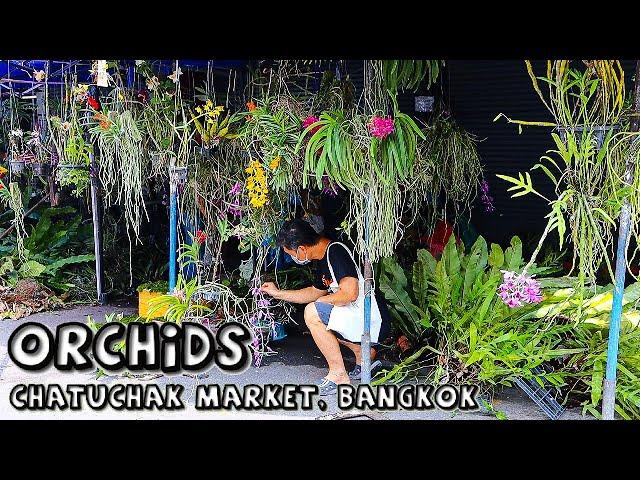 Orchids at Chatuchak Plant Market, Bangkok (4 of 4)