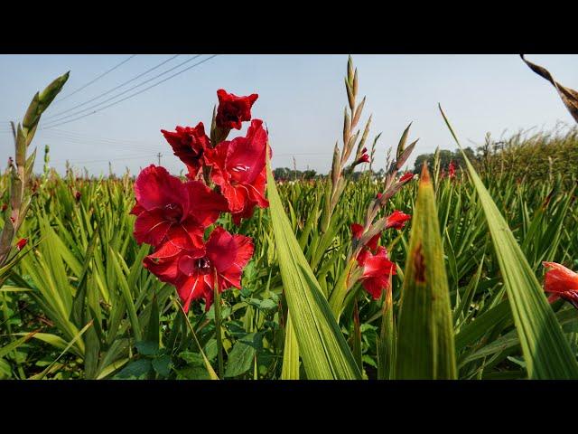 Ranaghat Chapra Valley of Flowers in 4K