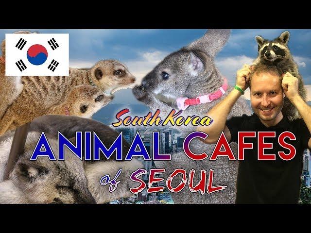 Seoul's Unique Animal Cafes | Meerkat Friends & Blind Alley