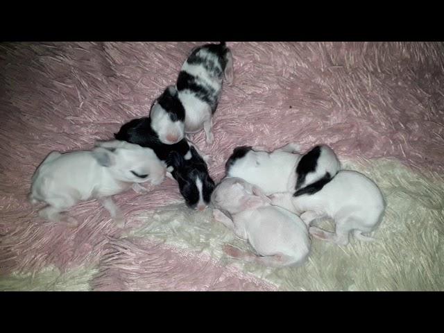 Anak kelinci 8 hari/bunny