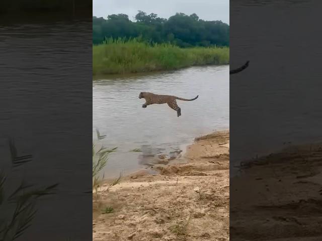 The Stone Drift female crossing the Sand River  #wildafrica #safarilife #safaritour