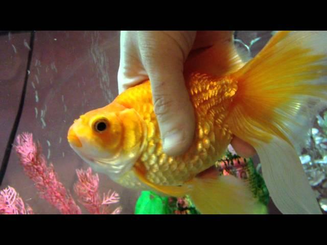 Goldfish with Swimbladder disease and dropsy