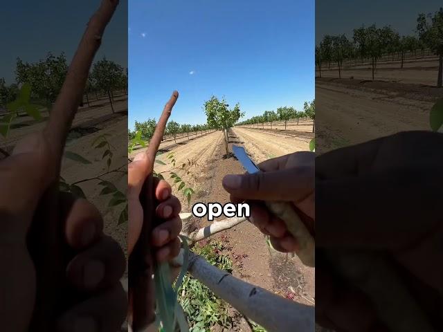 Turning Saplings into Pistachio Producers (@leocaballero221)
