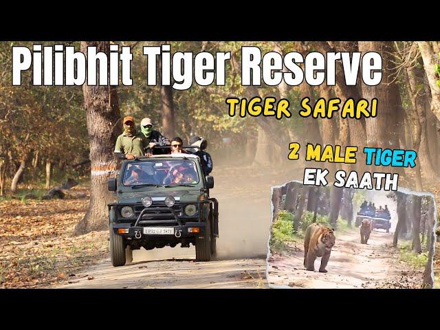 Pilibhit Tiger Safari | 2 Male Tiger Mile Ek Safari Mein Kill Ke Saath | Jungle Safari