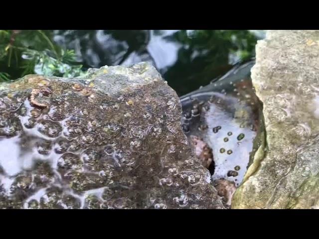 DIY Koi Spawn Using Cedar Branches at Cape Fear Koi