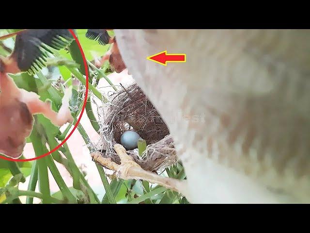 PIGWORM & MAGGOT & FALCON Attack | White eye bird nest Attack | Full video 3