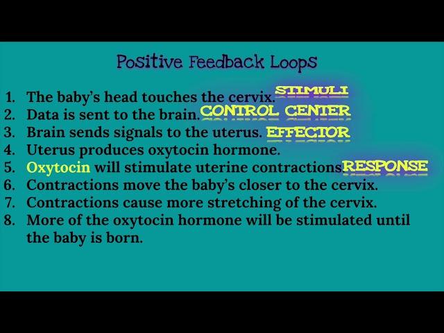 Negative Feedback Loops vs Positive Feedback Loops