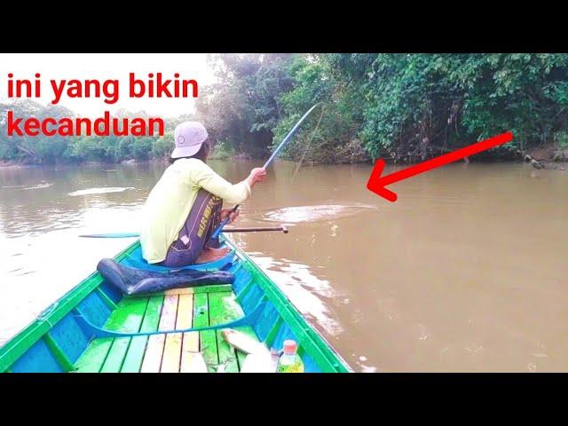 lama gak mancing petik ...pancingku di hajar bertubi-tubi..