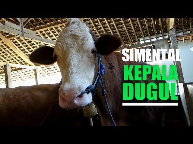  SAPI SIMENTAL SUPER DUGUL  #Eps29