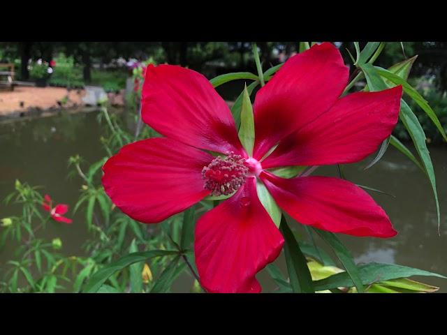 Plant Profile: Texas Star Hibiscus - Hibiscus coccineus