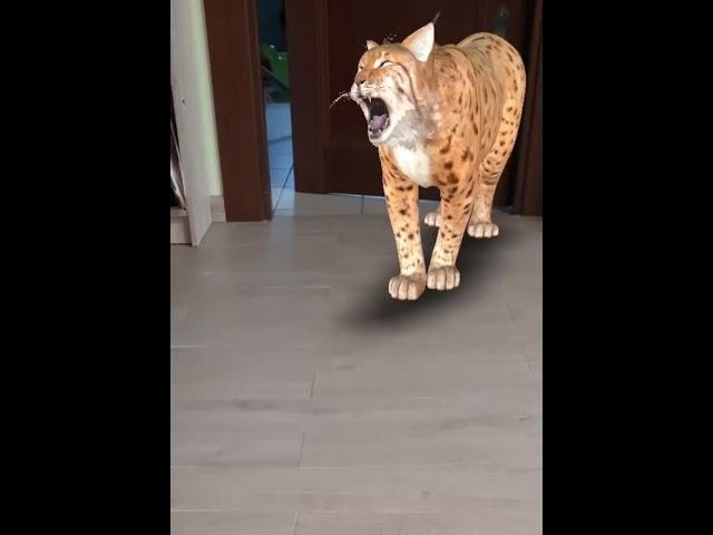 Amazing #lynx 3D #video #entertaining