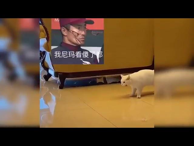 #cats #funnyvideos #petstime