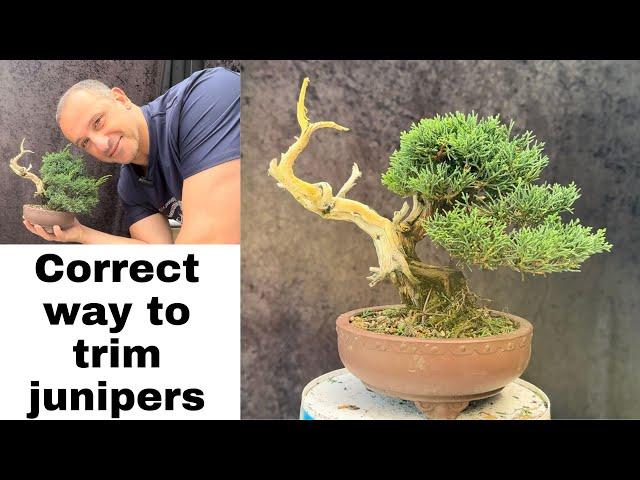 How to trim juniper bonsai the correct way to achieve clean foliage pads