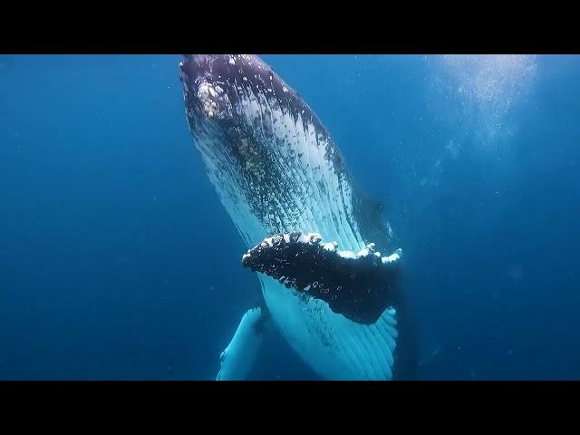 Swimming with Humpback Whales in the Gold Coast!!