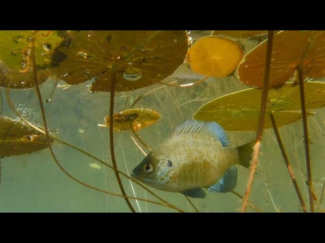 The Hidden World Of The Bluegill