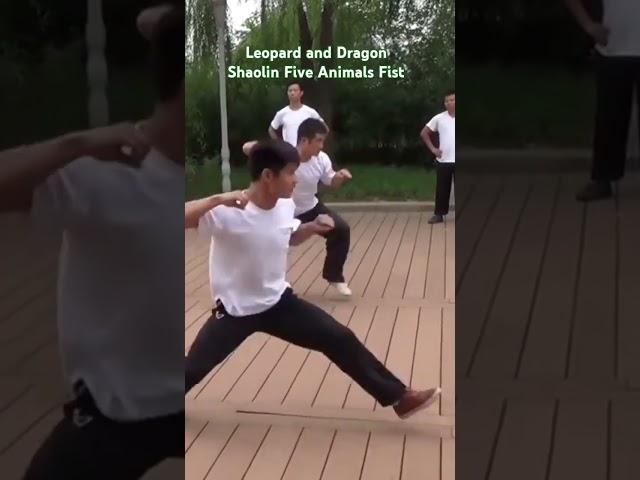 Five Animals Fist Shaolin