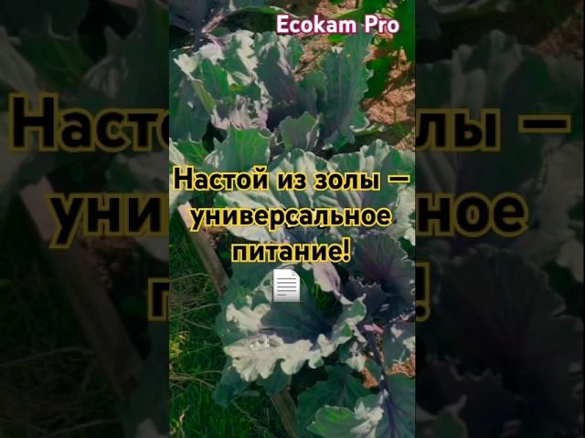 Настой из золы — универсальное питание! #зола #удобрение #огород #EcokamPro