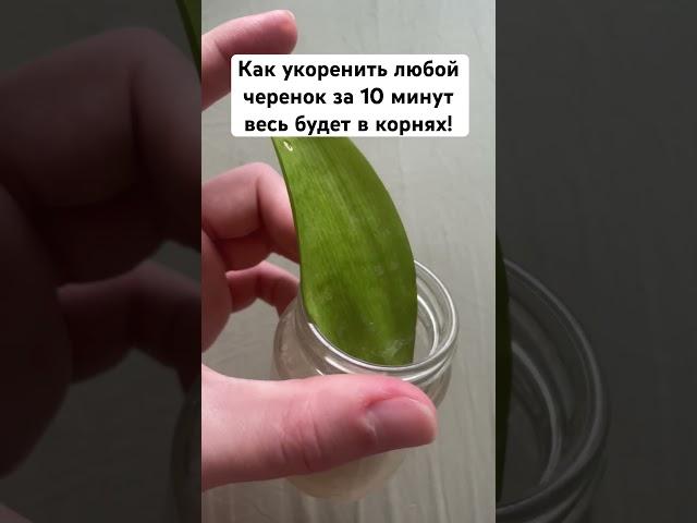 Как укоренить любой черенок за 10 минут весь будет в корнях!