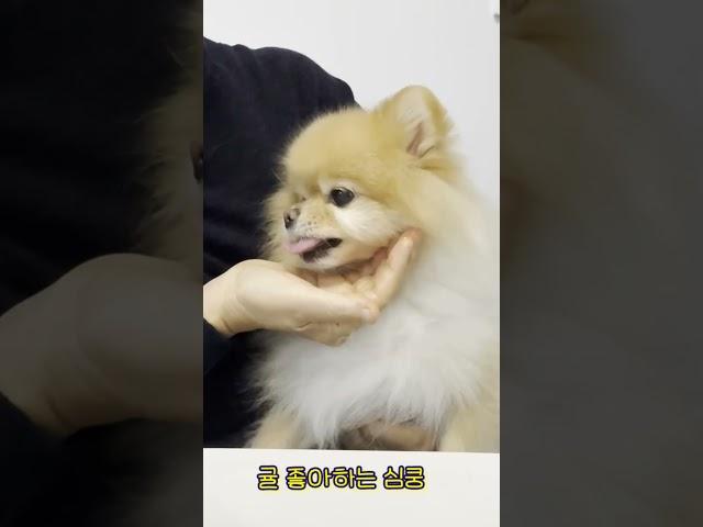 아이셔~ 심쿵 #animal #pomeranian #dog #강아지 #funnyanimal #강아지브이로그 #강아지일기 #puppy #포메라니안 #반려견