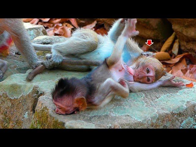 Hey..! what are you doing? Are you hungry for milk? |  Real Angkor Monkey