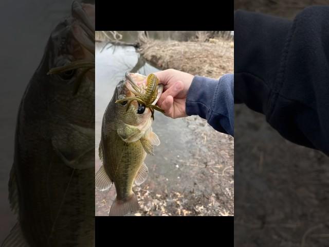 Making that perfect flip! If you are fishing from the bank always cast/flip ahead of you.