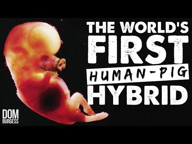 How Scientists Made the World's First Human-Pig Hybrid