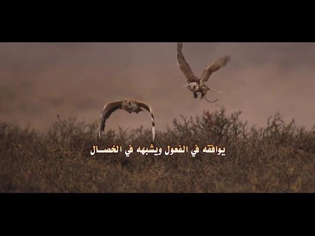 اهداء الى الشيخ  برغش ال برغش المنصوري كلمات ناصر مهراس الهاجري أداء شبل الدواسر