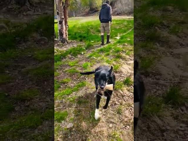 CUTE DOG WANTS TO PLAY #shorts #labrador #outdoor