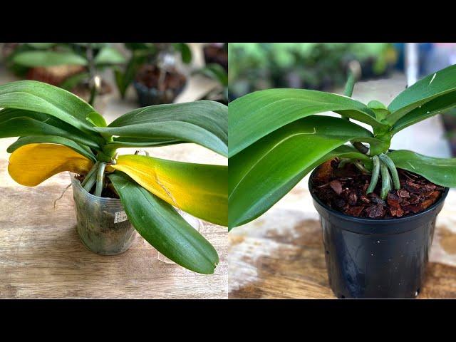 It's Very Economical And Safe To Help Orchid Yellow Leaves Get Healthy Fast