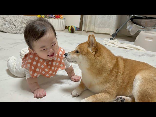 距離感が近くなっていく赤ちゃんに驚きの表情が隠せない豆柴が可愛すぎました...