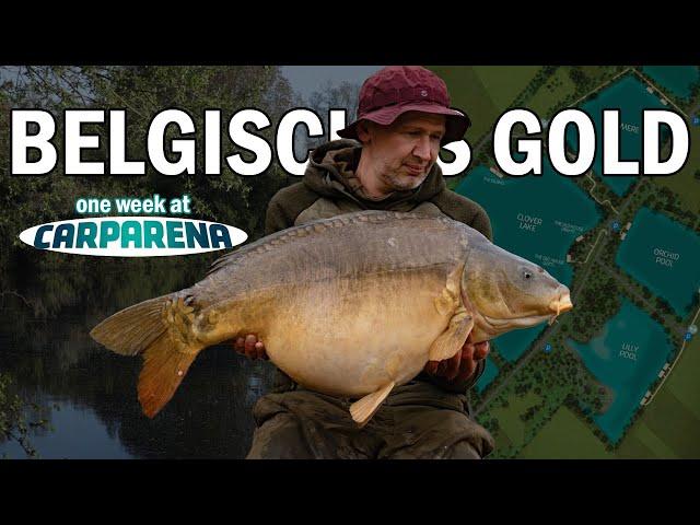 BELGISCHES GOLD - one week at carp arena