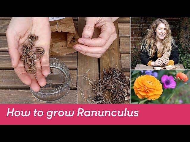 How to grow Ranunculus (bulbs/tubers) - FarmerGracy.co.uk