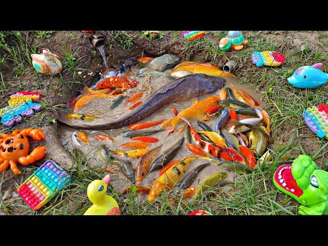 Catching colorful ornamental fish, big catfish, betta fish, koi fish, goldfish, turtles.part891