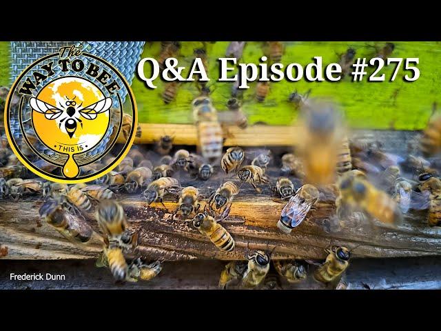 Backyard Beekeeping Q & A #275 swarms and robbing, are you ready?