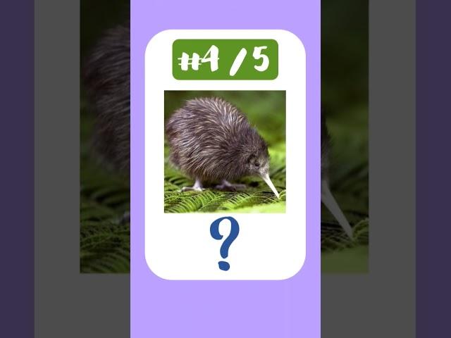 Mini Bird Quiz!