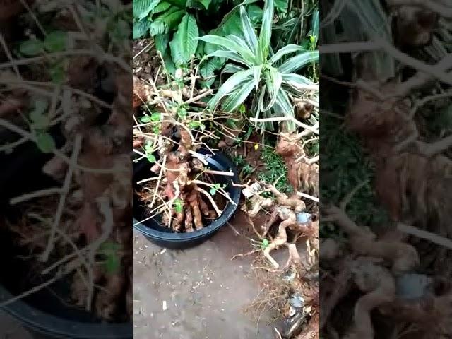 BAHAN BONSAI SANCANG