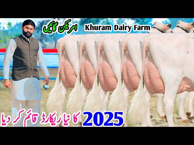 Khuram Dairy Farm | Imported American Cow | Friesian Cross Cows | big Udder Cow | 2 February 2025