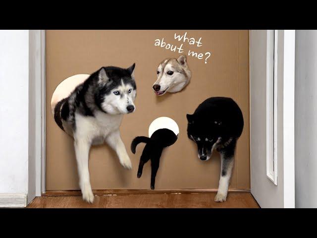 How small is the hole that a husky can fit through? Now We Know Who the Fattest of the Dogs is!