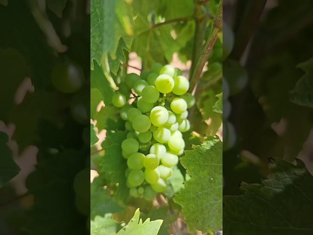 Variety ️Rolle️ #Vineyard #france #blanc #whitewine  #wine #winetasting #grape #fruit #france