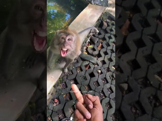 Zoo with funny monkey#monkey #gorilla #zoo #funnyvideo #funnymonkey #fail #hilarious