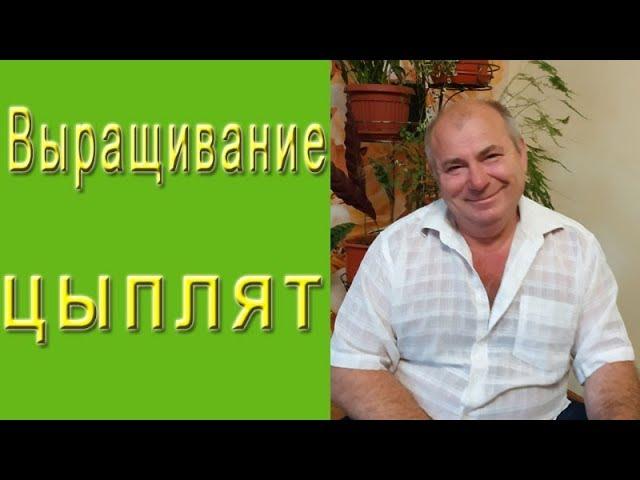 Выращивание цыплят.  Как вырастить суточных цыплят?