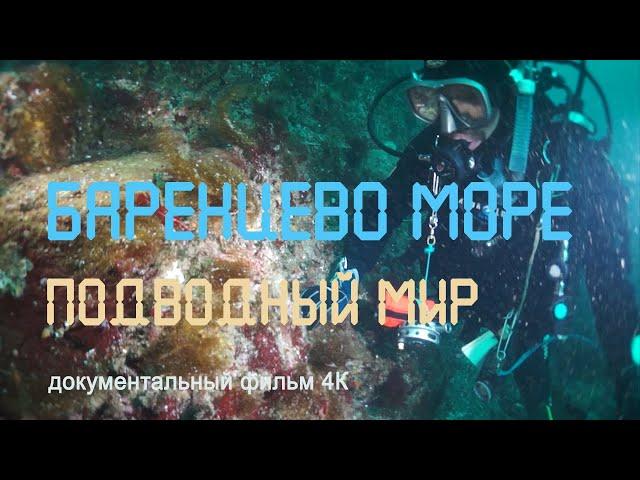 Wild nature of Russia. Arctic. Barencevo sea. Undersea world. Gavrilov Islands. 4K.