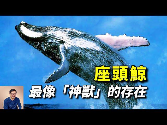 唯一讓虎鯨懼怕的動物，神獸「鯤」的原型，充滿正義感的海洋代言人——座頭鯨！【老肉雜談】#動物 #海洋生物 #野生動物 #鯨 #whale