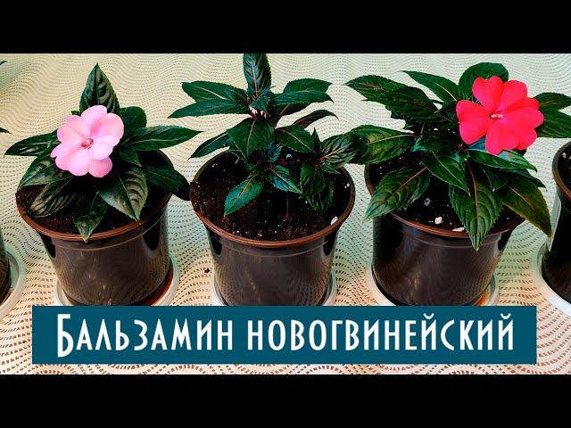 Особенности выращивания Бальзамина Новогвинейского! Пересадка