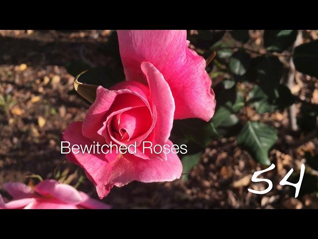 Bewitched Roses -- A Minute in the Garden 54 from A Gardener's Notebook