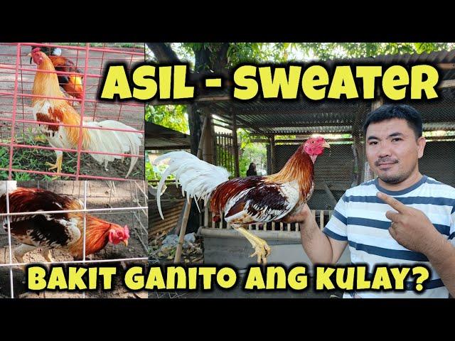 Paano pinalabas ang ganitong kulay ng manok?