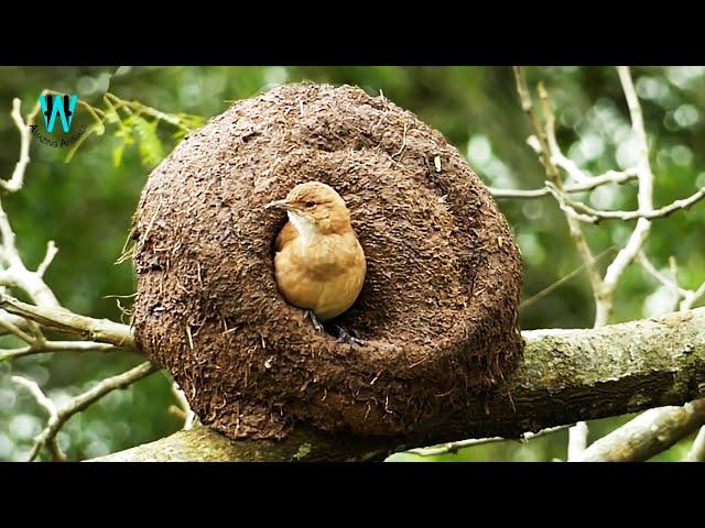 The Rufous Hornero Nesting || Engineer Bird Nesting